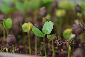Growth of sprouts from germination of Coccoloba uvifera seeds