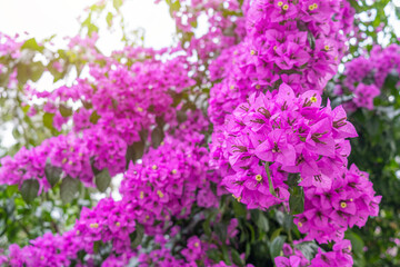 Obraz premium Bougainvillea glabram flower, paper flower. Beautiful magenta lesser bougainvillea tree on sunny spring day