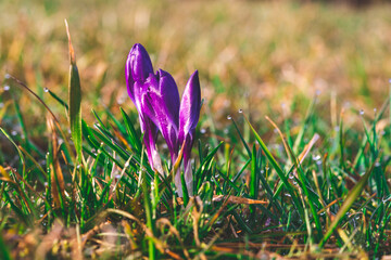 wiosenne kwiaty fioletowe krokusy na zielonej łące