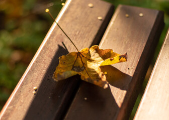 pożółkły liść na ławce w parku w promieniach słońca - obrazy, fototapety, plakaty