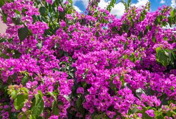 Obraz na płótnie Canvas Paperflower, beautiful bougainvillea glabra, purple lesser bougainvillea tree flowers. Spring happiness concept, blue sky background