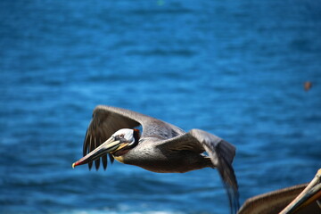 Pelikan im Flug am La Jolla Shores Beach, San Diego, Kalifornien, California, USA, Nordamerika,...