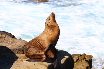 Robben und Seelöwe in San Diego am Pazifik, Kalifornien (California), USA, Amerika