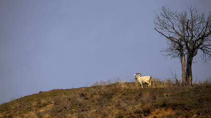 goats graze on the hill