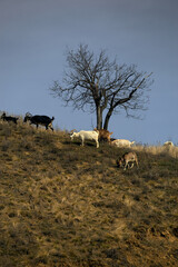 goats graze on the hill
