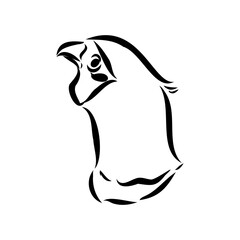 Hand drawn of an pheasant, sketch. Vector illustration isolated on a white background.