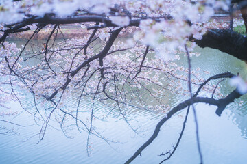 神楽坂の桜