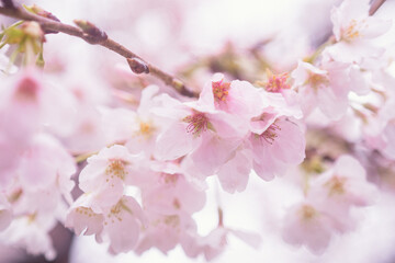 神楽坂の桜