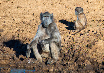 A close bond. An adult male and juvenile chacma baboon relaxing near Stofdam hide pan, Mokala National Park. Notice the wear on the male's hands and elbows.