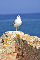 A seagull on a wall in front of the ocean on Sardinia, Italy