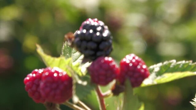 ripe blackberry..blackberry plantation, raspberries on a branch with leaves