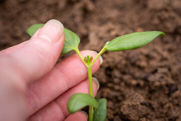 Pinching flowers. Pinching or snipping out a part of the new plant’s growth encourages plants to...