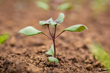 Pinching flowers. Pinching or snipping out a part of the new plant’s growth encourages plants to produce more branches, therefore more flowers.