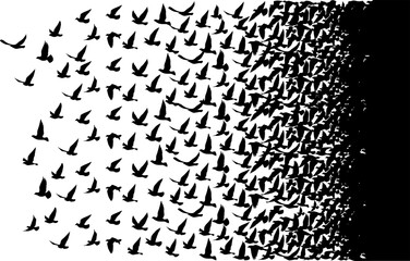 Flying birds silhouettes pattern wallpaper. PNG transparent. isolated bird flying. tattoo design. template for card, package, and wallpaper.