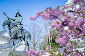 大垣城の桜
