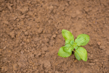 Single snapdragon seedling planted in a flowerbed, top view with copy space.
