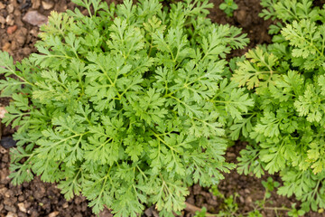 Tanacetum parthenium. Young Feverfew plants. Used as a filler flower in cottage style bouquets.