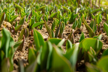 Tulips. Freshly sprouted tulips planted in a garden bed. Spring flowers. Tulips background.