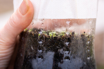 Winter sowing. Checking on little snapdragon seedlings in a plastic bottle, that germinated after stratification outdoors during winter.