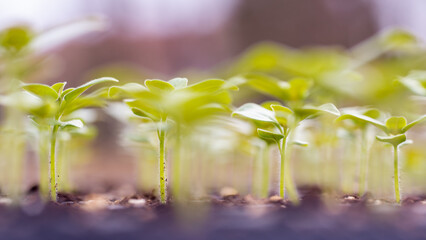 Young Snapdragon flower seedlings in their propagation tray. Cut flower garden DIY. Plant seedlings.