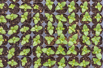 Young Snapdragon flower seedlings in their propagation tray. Cut flower garden DIY. Plant...