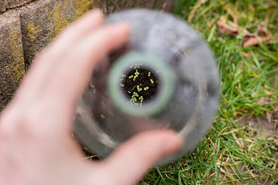 Winter sowing. Checking on little snapdragon seedlings in a plastic bottle, that germinated after stratification outdoors during winter.