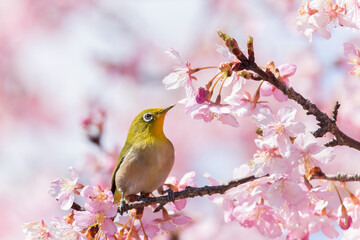 河津桜の枝にとまるメジロ。春の訪れを表すコンセプト。