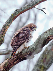hawk on a branch