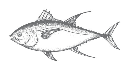 Hand drawn sketch style bluefin tuna. Best for fish markets, fish restaurant designs. Vector illustration isolated on white background.