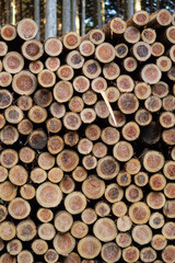 伐採された材木