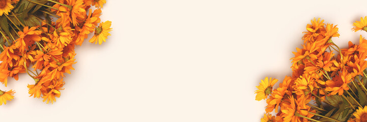 Banner with arnica flowers on a gray background. Frame with copy space.