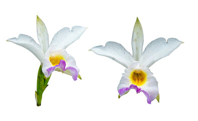 wild orchids sumatera isolated