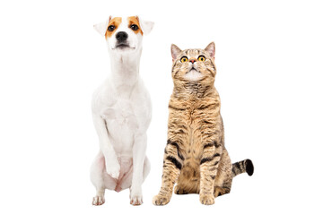 Curious dog parson russell terrier and cat stottish straight sitting together isolated on white background