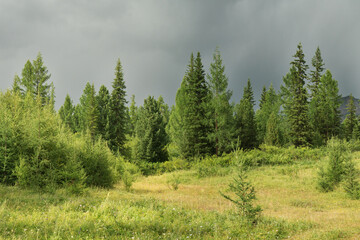 Forest glade on a cloudy morning, summer greens