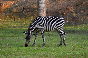 Naklejka premium A grazing Zebra at Pazuri Outdoor Park, close by Lusaka in Zambia
