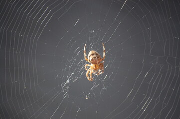 Closeup of a large spider in the sunlight