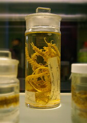 A scientific biology specimen in a jar of formaldehyde