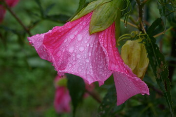 Closeup of pink flower petals after a rain storm