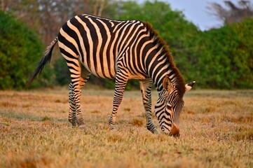A grazing Zebra at Pazuri Outdoor Park, close by Lusaka in Zambia. 