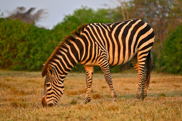 A grazing Zebra at Pazuri Outdoor Park, close by Lusaka in Zambia. 