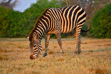 A grazing Zebra at Pazuri Outdoor Park, close by Lusaka in Zambia. 