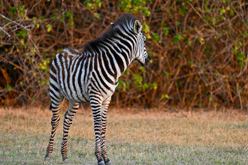Fototapeta na wymiar A young single Zebra standing at Pazuri Outdoor Park, closeby Lusaka, Zambia 