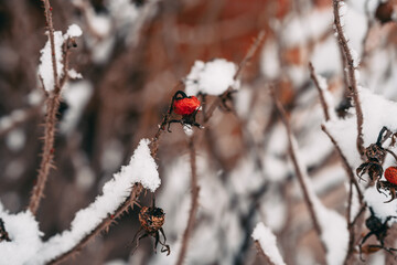 Rosehip bush branches covered with snow