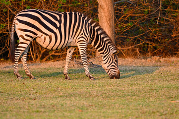 A grazing Zebra at Pazuri Outdoor Park, close by Lusaka in Zambia