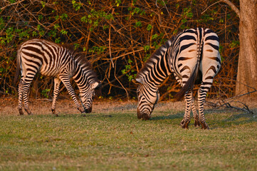 A Zebra and a young zebra calf walking and grazing at Pazuri Outdoor Park, close by Lusaka in Zambia