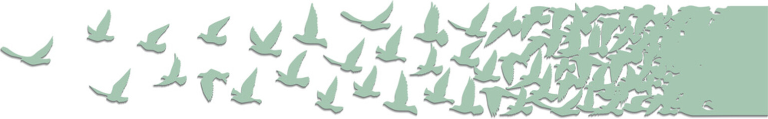 Flying birds silhouettes pattern wallpaper. PNG transparent. isolated bird flying. tattoo design. template for card, package, and wallpaper.