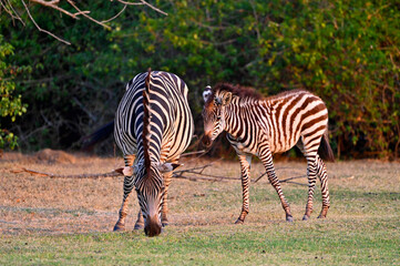 A Zebra and a young zebra calf walking and grazing at Pazuri Outdoor Park, close by Lusaka in Zambia