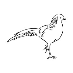 Hand drawn of an pheasant, sketch. Vector illustration isolated on a white background.