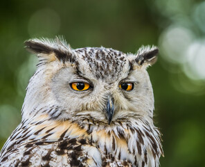 owl portrait close up with orange eyes
