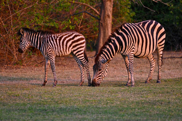 Fototapeta na wymiar A Zebra and a young zebra calf walking and grazing at Pazuri Outdoor Park, close by Lusaka in Zambia